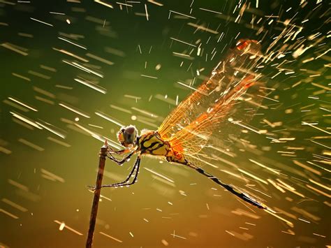 Best Pictures: 2012 Nat Geo Photo Contest Winners