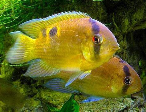 Keyhole Cichlid Freshwater Fish | Arizona Aquatic Gardens