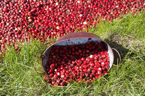 Fantastic Ways To Have A Remarkable Wisconsin Cranberry Experience