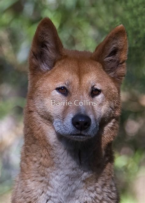 "Alpine Dingo (Male)" by Barrie Collins | Redbubble