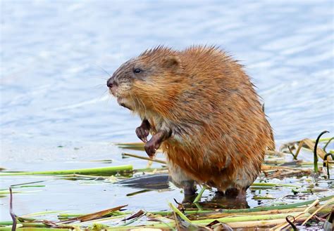 muskrat | Description, Habitat, Pictures, Tail, & Facts | Britannica