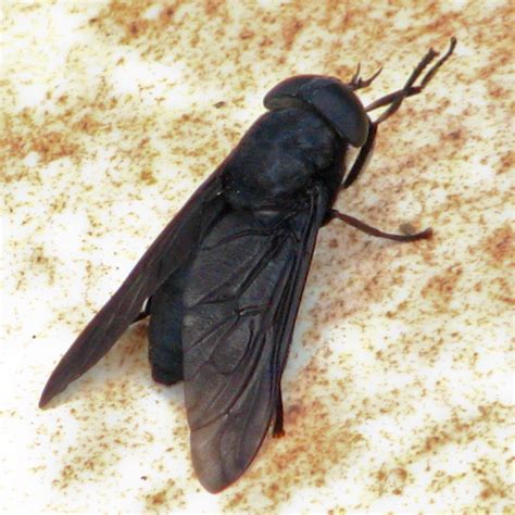 Big Black Fly | Found in Southern Louisiana. I shot it in 20… | Flickr