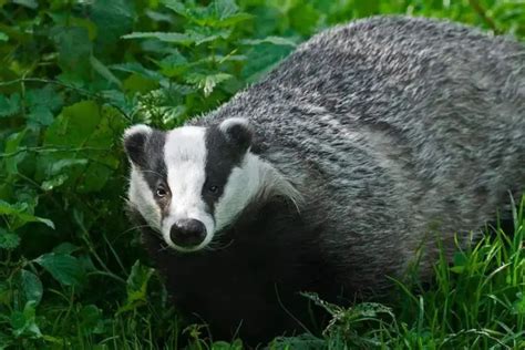 Where Do Badgers Live? - Exploring the badger Habitat