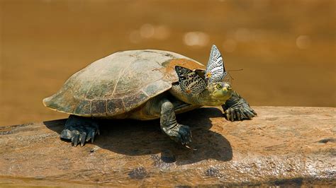 Turtle and Tortoise | San Diego Zoo Animals & Plants