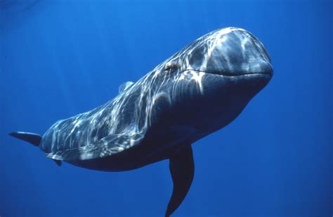 The Majestic Giants of the Ocean: An In-depth Look at Whales H13 - Newspaper World