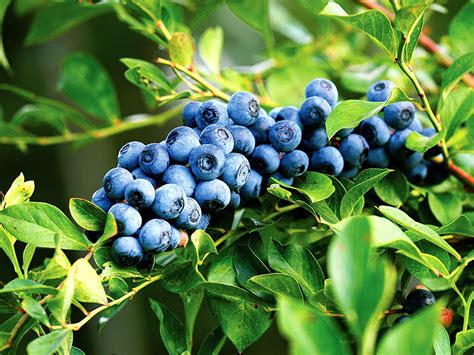 Growing blueberries in Containers | How to Grow blueberries in Pot