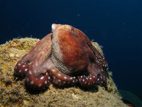 Octopus or Devilfish; Animals that Adapt their Color to their Environment; Using Its Colour for ...