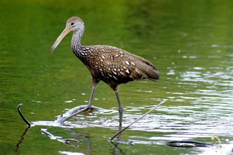 Field Notes and Photos: Limpkin, a Tropical Wading Bird in the U.S..