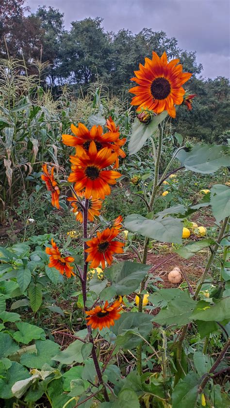 Sunflower Autumn Beauty