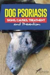 Dog Psoriasis: Symptoms, Causes, Treatment and Prevention | Psoriasis ...