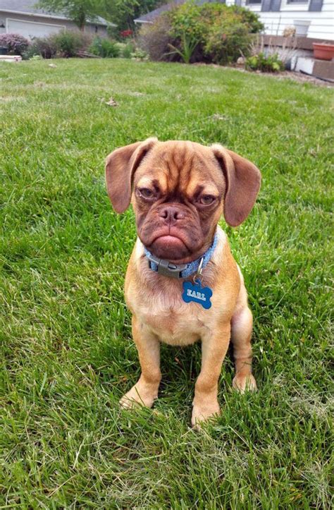 Adorable Puppy Has a Permanent Grumpy Face