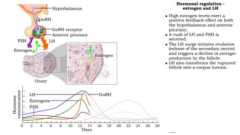 How Is The Female Reproductive System Regulated? The 18 Detailed Answer - Chiangmaiplaces.net