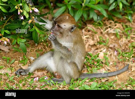 Funny Monkey eating Stock Photo - Alamy