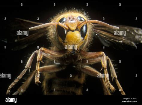 Queen Hornet, Vespa crabro Stock Photo - Alamy