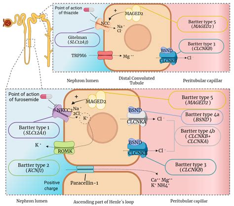 IJMS | Free Full-Text | Molecular Basis, Diagnostic Challenges and ...