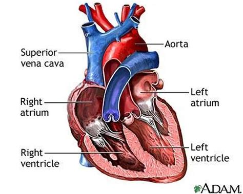 Pictures Of Atria Of The HeartHealthiack