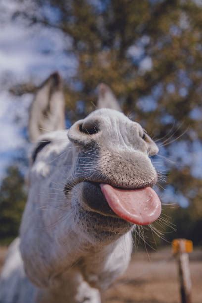 Funny Silly Jackass Donkey Stock Photos, Pictures & Royalty-Free Images ...