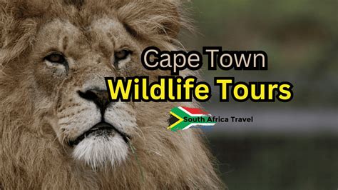 Wildlife Tours Cape Town | Top Travel Attractions and Destinations