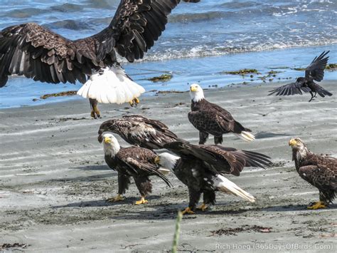 Bald Eagles Gone Wild! Haida Gwaii! - 365 Days of Birds