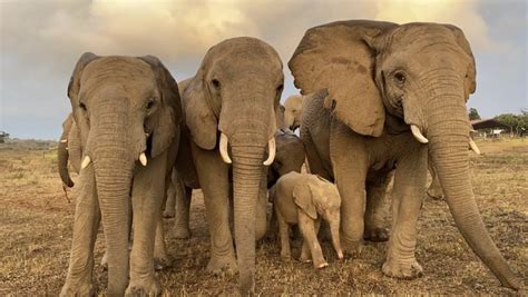 Orphaned albino elephant beats odds and and finds family in new herd