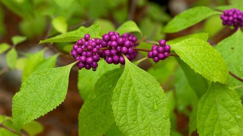 10 Native Shrubs to Plant in Central North Carolina - Leaf & Limb