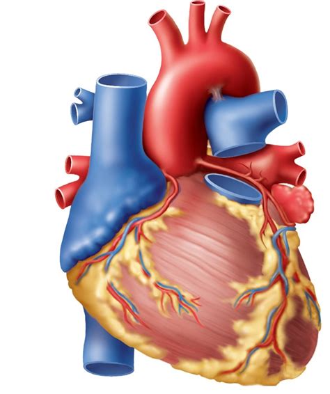 Lecture Exam 1 - Anterior Heart Vessels Diagram | Quizlet