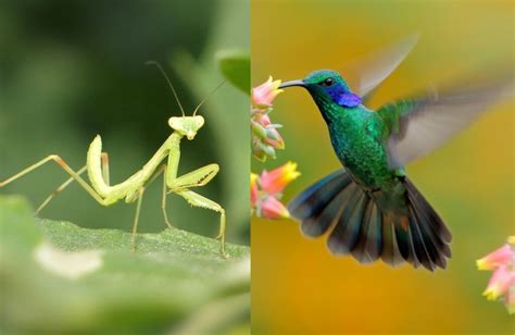 Praying Mantis Eating Hummingbird