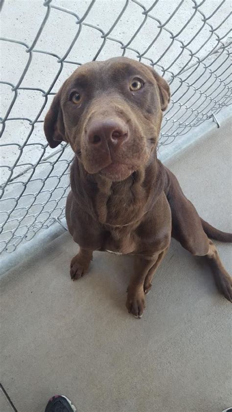 Adorable and Playful Chocolate Lab Mix - Meet Clarabelle!