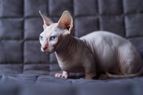 10 Best Hairless Cat Breeds for a Unique Pet Pal