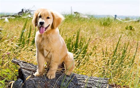 Cute Golden Retriever Puppies Wallpaper (56+ images)