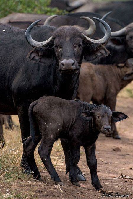 buffalo-calf | Animals wild, African wildlife, Nature animals