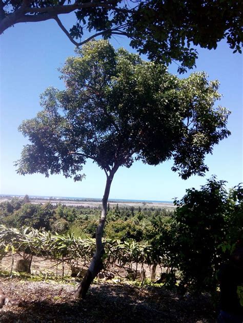 Mamoncillo | Potted fruit trees, Fruit trees, How to grow lychee