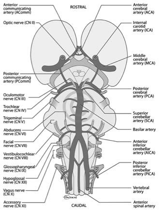 Brainstem Rule of Fours - The Original Kings of County