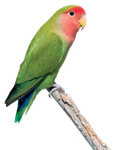 Lovebird PNG HD Transparent Lovebird HD.PNG Images. | PlusPNG