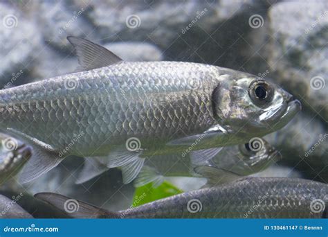 Tarpon Indo-Pacific Fish in Aquarium Stock Image - Image of cyprinoides ...