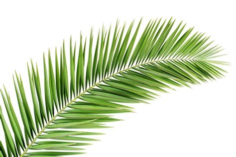 Green Palm Leaves PNG HD | PNG Mart