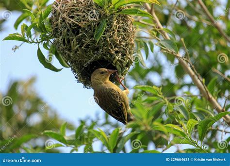 Weaver bird with her nest stock image. Image of wildlife - 229664621