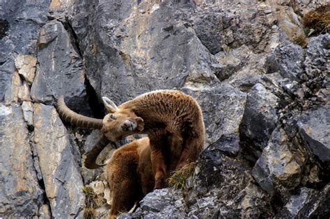 Hunters prefer ibex with long horns - British Ecological Society