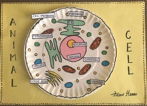 20 Hands-On Plant & Animal Cell Activities - Teaching Expertise