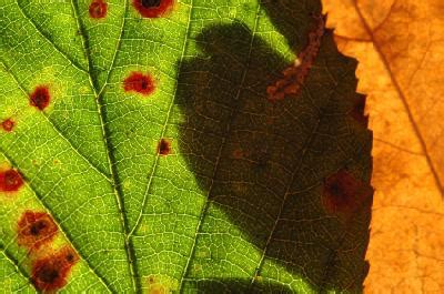 Impact of Air Pollution on Gardening | LoveToKnow