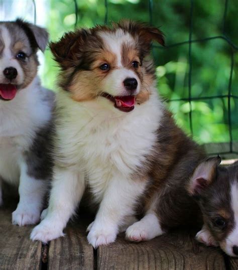 Available mini toy AKC Sheltie Shetland Sheepdog Puppies | Sheltie ...