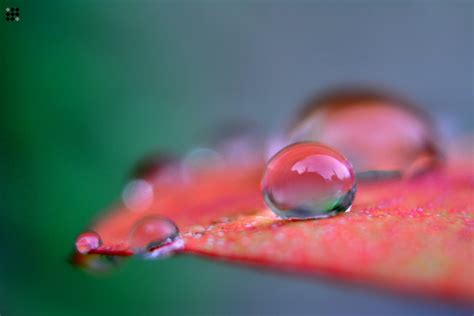 droplet, 1080P, photo, dew, selected, nikon, Macro, red, nature, drops, red leaf, drop, leaf ...