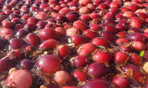 Cranberry Harvest Finishing Up - Mid-West Farm Report