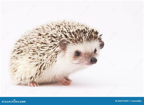 Hedgehog Baby White Background Stock Image - Image of rodent, caution: 50515325