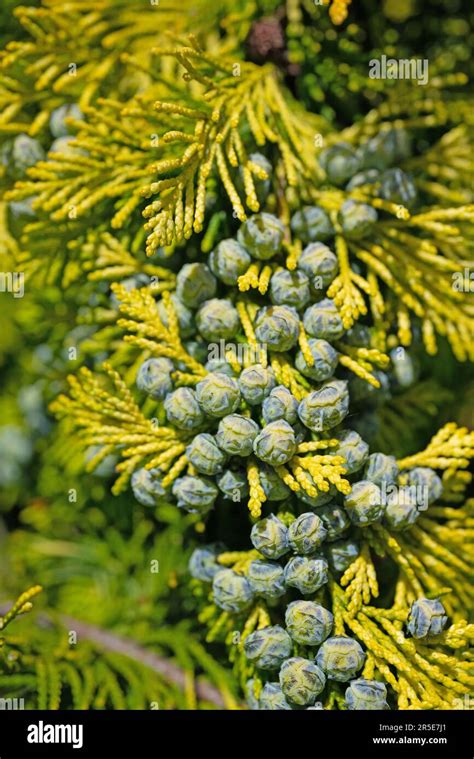 Female cones of Lawson's cypress, Chamaecyparis lawsoniana Stock Photo ...