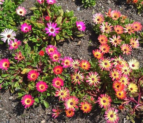 Ice Plant LIVINGSTONE DAISY Dorotheanthus Mix Dry Hot Iceplant | Etsy