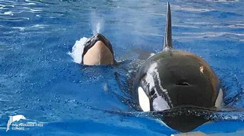 Morgan the orca gives birth at Loro Parque – Dolphinaria-Free Europe