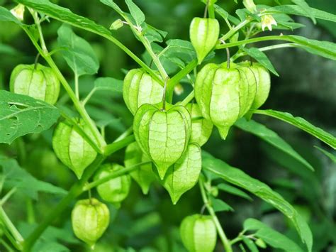 Health Benefits of Physalis for Beauty and your body - VegetaFruit