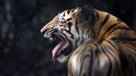 The problem with India’s man-eating tigers - BBC Future