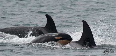 Young Killer Whale Calf Spotted In The Salish Sea - Awesome Ocean